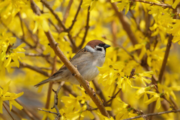 sparrow on the branch of Forsythia
