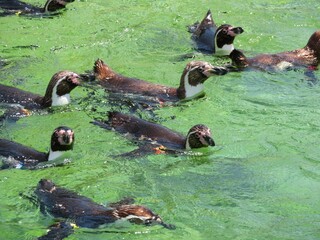 フンボルトペンギン　泳ぐ　群れ