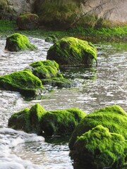 海藻　岩　波