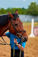 Portrait of a chestnut sports horse in show jumping competition.