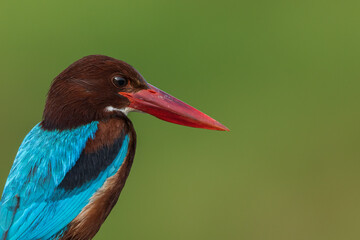 White Throated Kingfisher Close Up Portrait from Chennai India