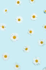 Lovely pattern created with natural white daisy against baby blue background. Optimistic and minimal modern arrangement.