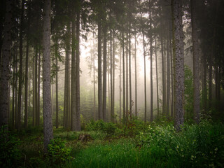 Fototapeta na wymiar Morgennebel im Wald