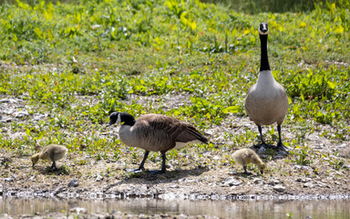 Two Canada geese with goslings.