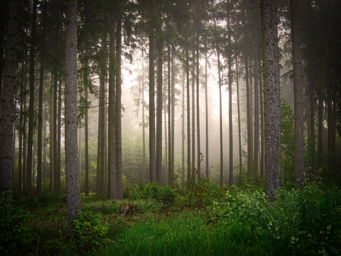 Morgennebel im Wald © Li-Bro