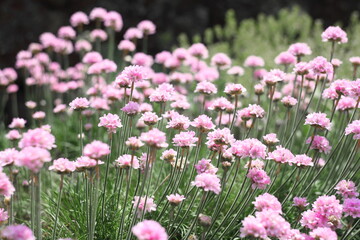 Obraz premium Field of pink flowers 