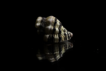 shell
