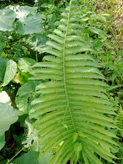Green leaf in the jungle