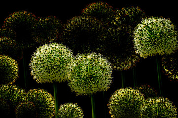 Bouquet Creative Art of beautiful plant Blossom bulbs of natural wildflower Allium giganteum. Fragility garden flowers in bloom isolated on black. Floral background. Natural pattern wallpaper 