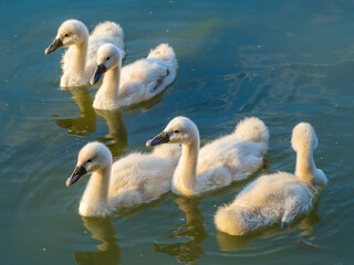 Five cute swan nestlings swimming on lake 