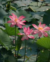 pink water lilies