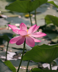 pink lotus flower