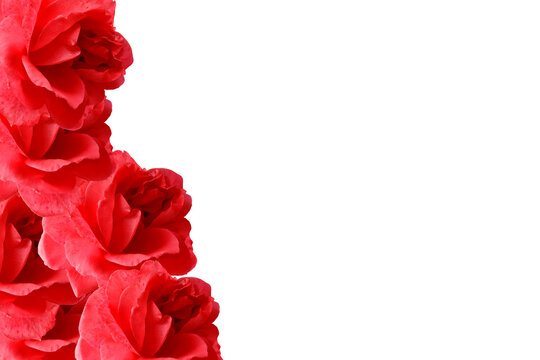 red roses and petals on white background, Abstract beautiful red roses for design.