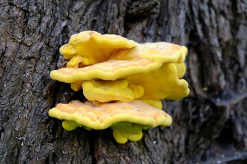 Laetiporus sulphureus is a species of bracket fungus. Its common names are crab-of-the-woods, sulphur polypore, sulphur shelf, and chicken-of-the-woods. Young specimens are edible and tasty. 