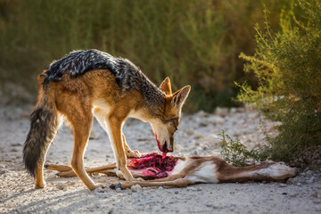 Black backed jackal eating his prey in Kgalagadi transfrontier park, South Africa ; Specie Canis mesomelas family of Canidae