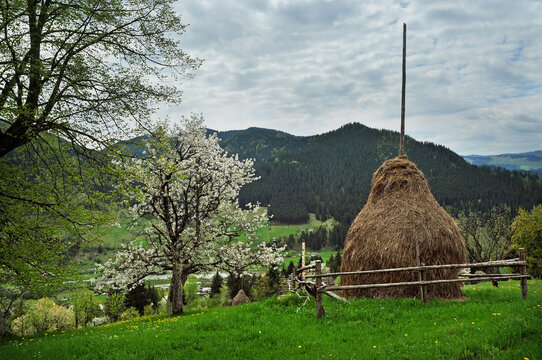 A haystack with a flowering tree against the backdrop of a beaut