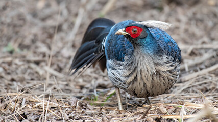 A Kalij Pheasant displaying his crest