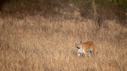 A tigress passing through the dry grasslands