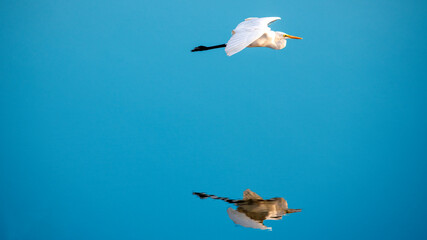 An egret flying low over the water body
