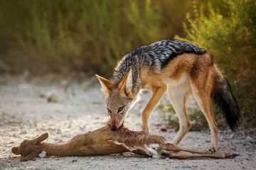 Black backed jackal eating his prey in Kgalagadi transfrontier park, South Africa ; Specie Canis mesomelas family of Canidae