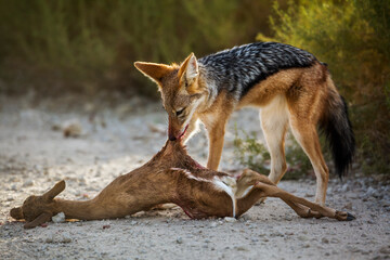 Black backed jackal eating his prey in Kgalagadi transfrontier park, South Africa ; Specie Canis mesomelas family of Canidae