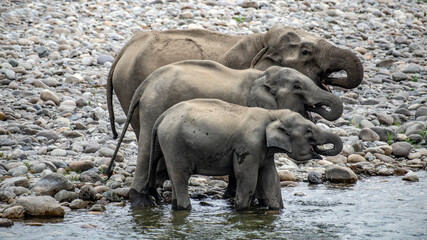 An elephant family drinking water from the river