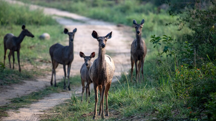 A small herd of Sambar Deer standing alert