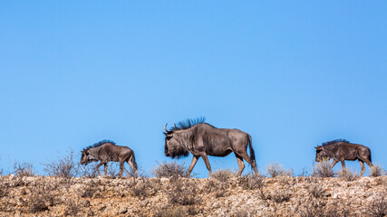 Three Blue wildebeests walking on top of the dune in Kgalagadi transfrontier park, South Africa;  Specie Connochaetes taurinus family of Bovidae