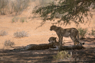 Cheetah female and two cubs in tree shadow in Kgalagadi transfrontier park, South Africa ; Specie Acinonyx jubatus family of Felidae