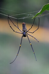 big spider making a web
