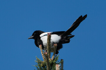Side view of eurasian magpie sitting ast the top of a pine tree facing left with lifted tail under a clear blue sky