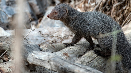 A mongoose carefully treading in the jungle