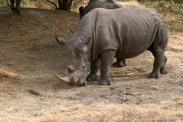 Obraz premium rhinoceros Blanc (ceratotherium simum)