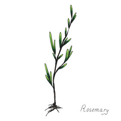 Rosemary. Sprig of plants with leaves. Fragrant Italian seasoning for food. Black and white drawing in the old vintage style. Hand-drawn ink sketch. Isolated illustration