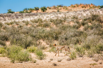 Cheetah walking in dry scenery in Kgalagadi transfrontier park, South Africa ; Specie Acinonyx jubatus family of Felidae