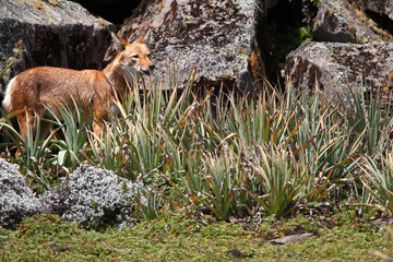 Loup d’Abyssinie - Abyssinian Wolf