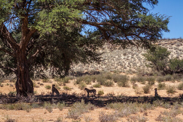 Cheetah female and two cubs hidding in tree shadow in Kgalagadi transfrontier park, South Africa ; Specie Acinonyx jubatus family of Felidae