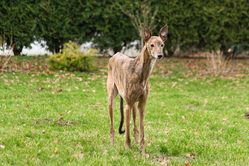beauiful small whippet is standing in the garden