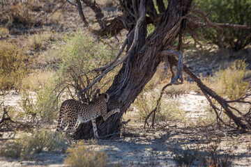 Cheetah scratching tree trunk in Kgalagadi transfrontier park, South Africa ; Specie Acinonyx jubatus family of Felidae