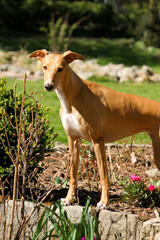 beautiful small whippet is standing in the garden