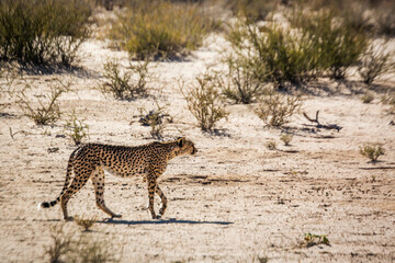 Cheetah walking on dry land in Kgalagadi transfrontier park, South Africa ; Specie Acinonyx jubatus family of Felidae