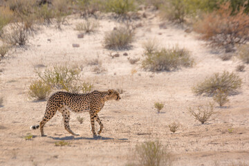 Cheetah walking on dry land in Kgalagadi transfrontier park, South Africa ; Specie Acinonyx jubatus family of Felidae