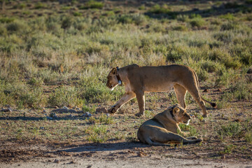 Two African lioness with radio collar in Kgalagadi transfrontier park, South Africa; Specie...