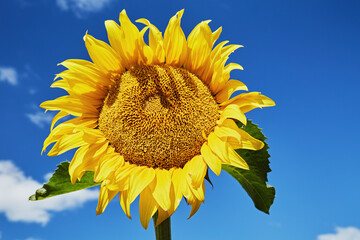 Sunflower over blue sky