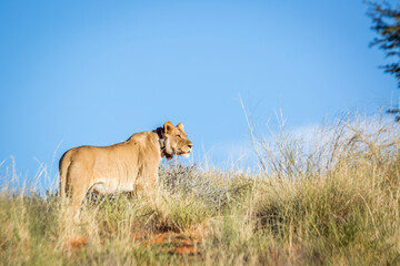 Fototapeta na wymiar African lioness with tracking collar in Kgalagadi transfrontier park, South Africa; Specie panthera leo family of felidae