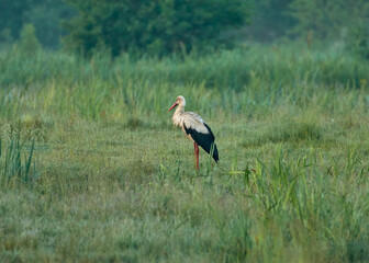The white stork is looking