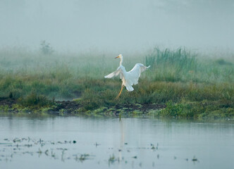 The white heron is jumping