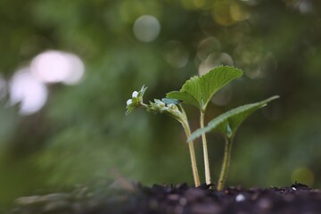 Young Strawberry Plant Grows in Fertile Soil. Beautiful Garden Strawberry with Natural Bokeh Background.