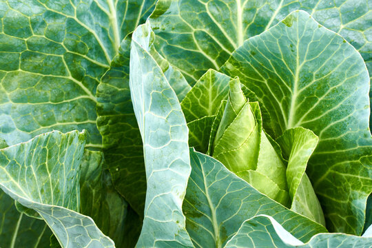 Green cabbage ( spitzkohl, spitzkraut). Close up. Side view. Germany.