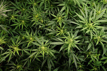 Top view Medical Cannabis Sativa plants growing under LED lighting indoors. Close Lab system.legal light drugs prescribe, alternative remedy or medication , medicine concept selective focus